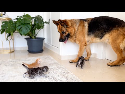 Tiny Kittens Attack This Big German Shepherd… With Love 🥹❤️ img